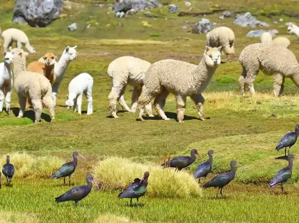 Lares Trek & Short Inca Trail to Machu Picchu