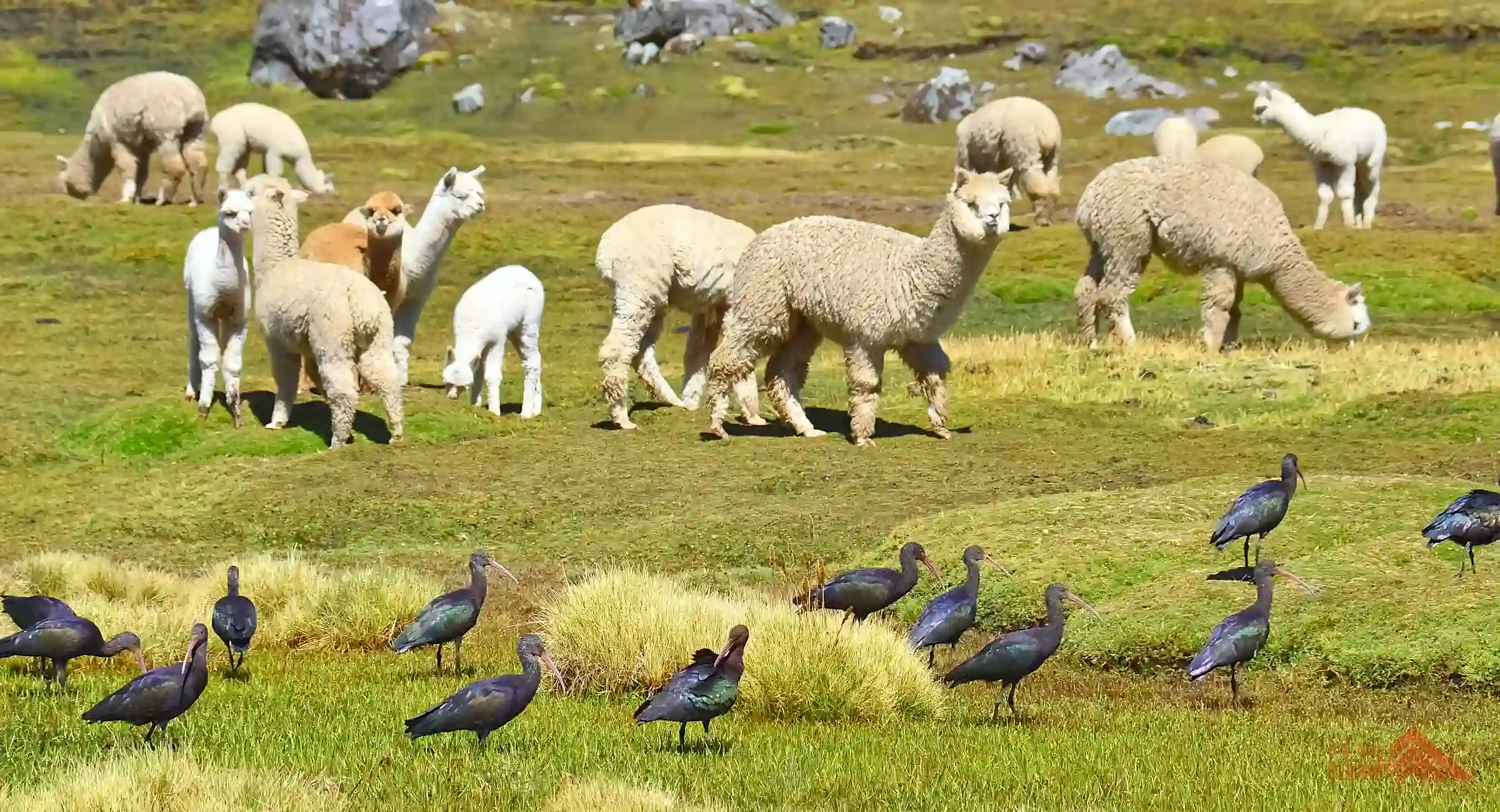 Lares Trek to Machu Picchu via the Short Inca Trail
