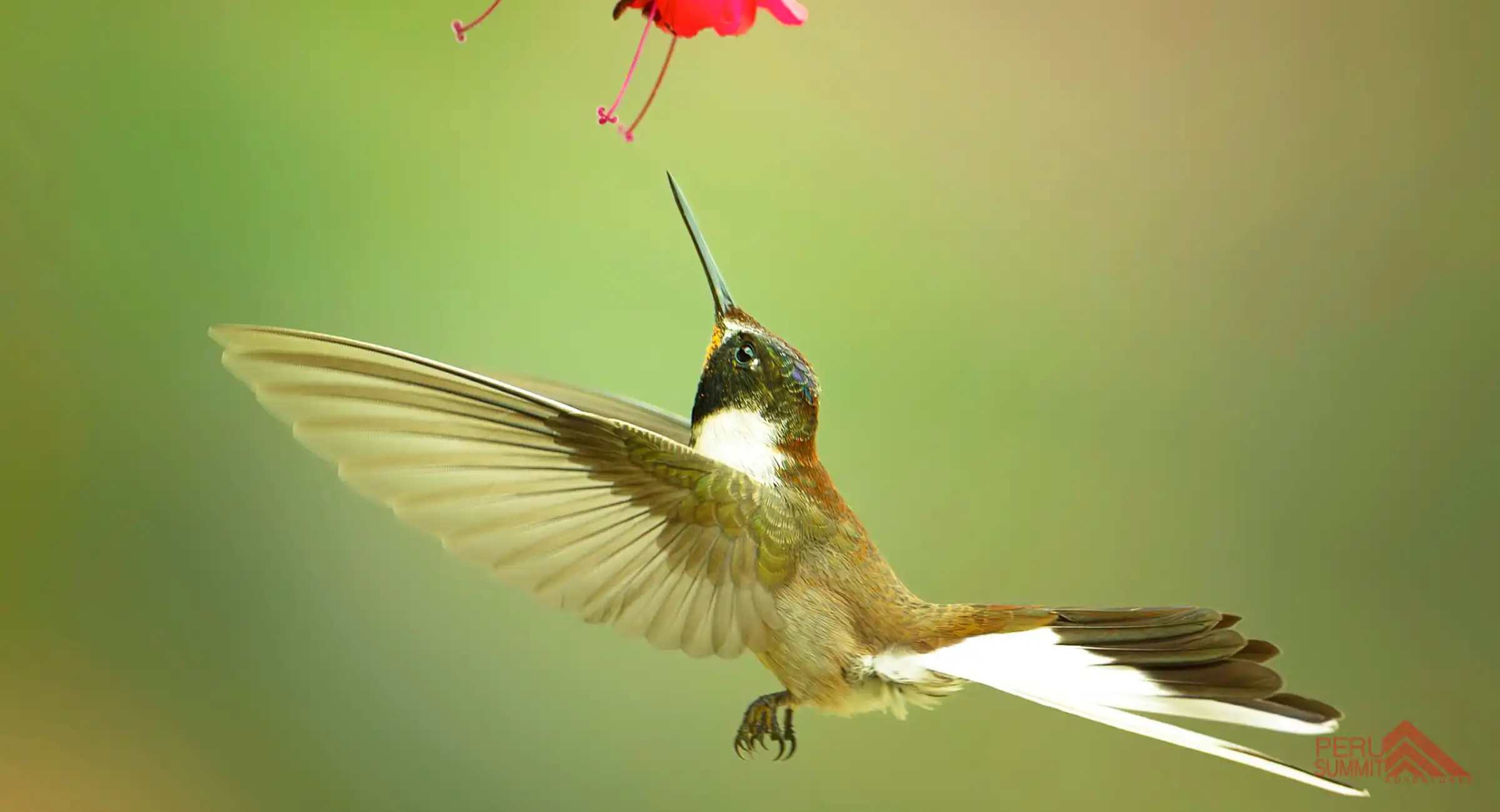 Birding Tour To Machu Picchu