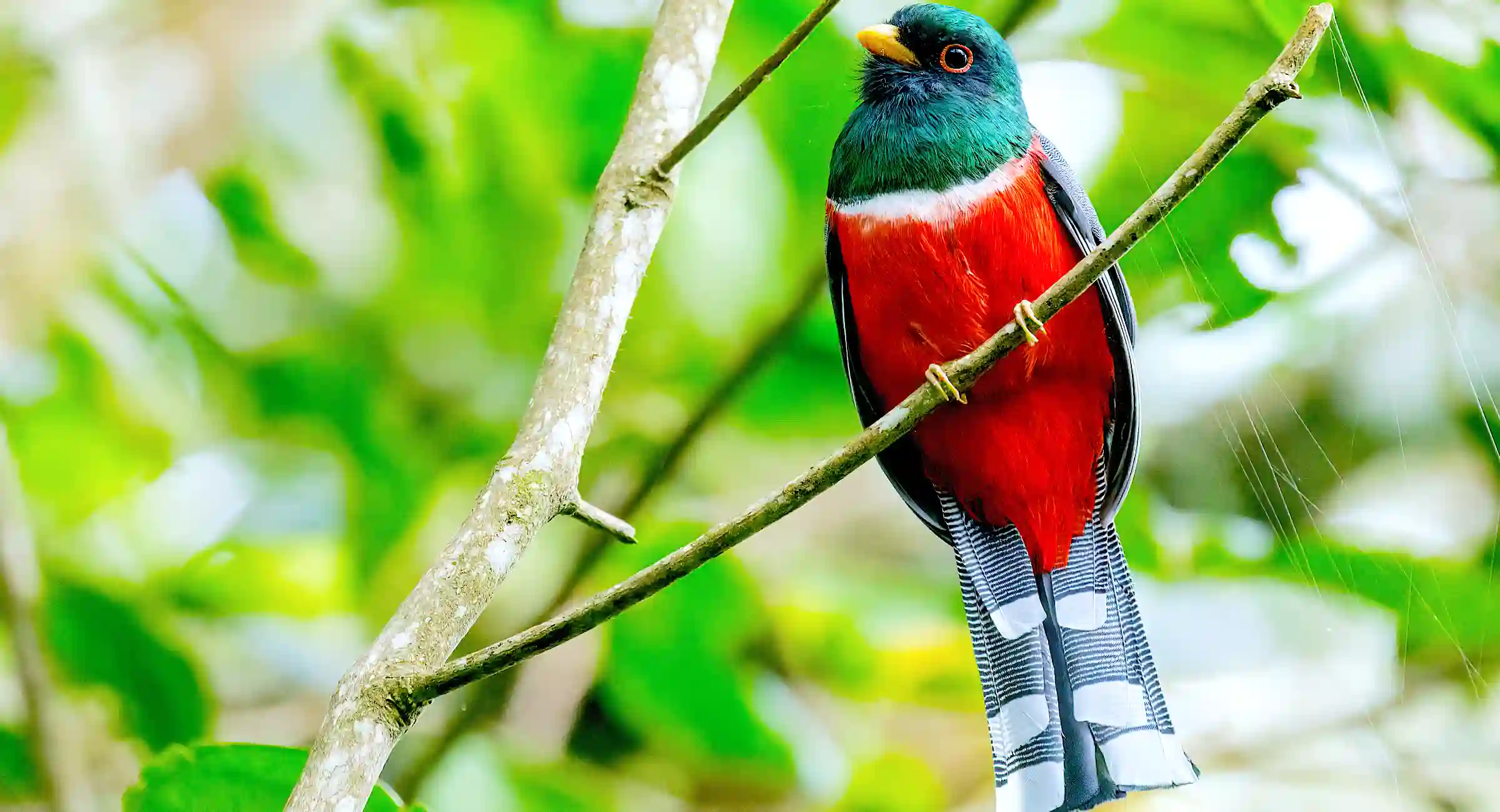 Birding Tour To Machu Picchu