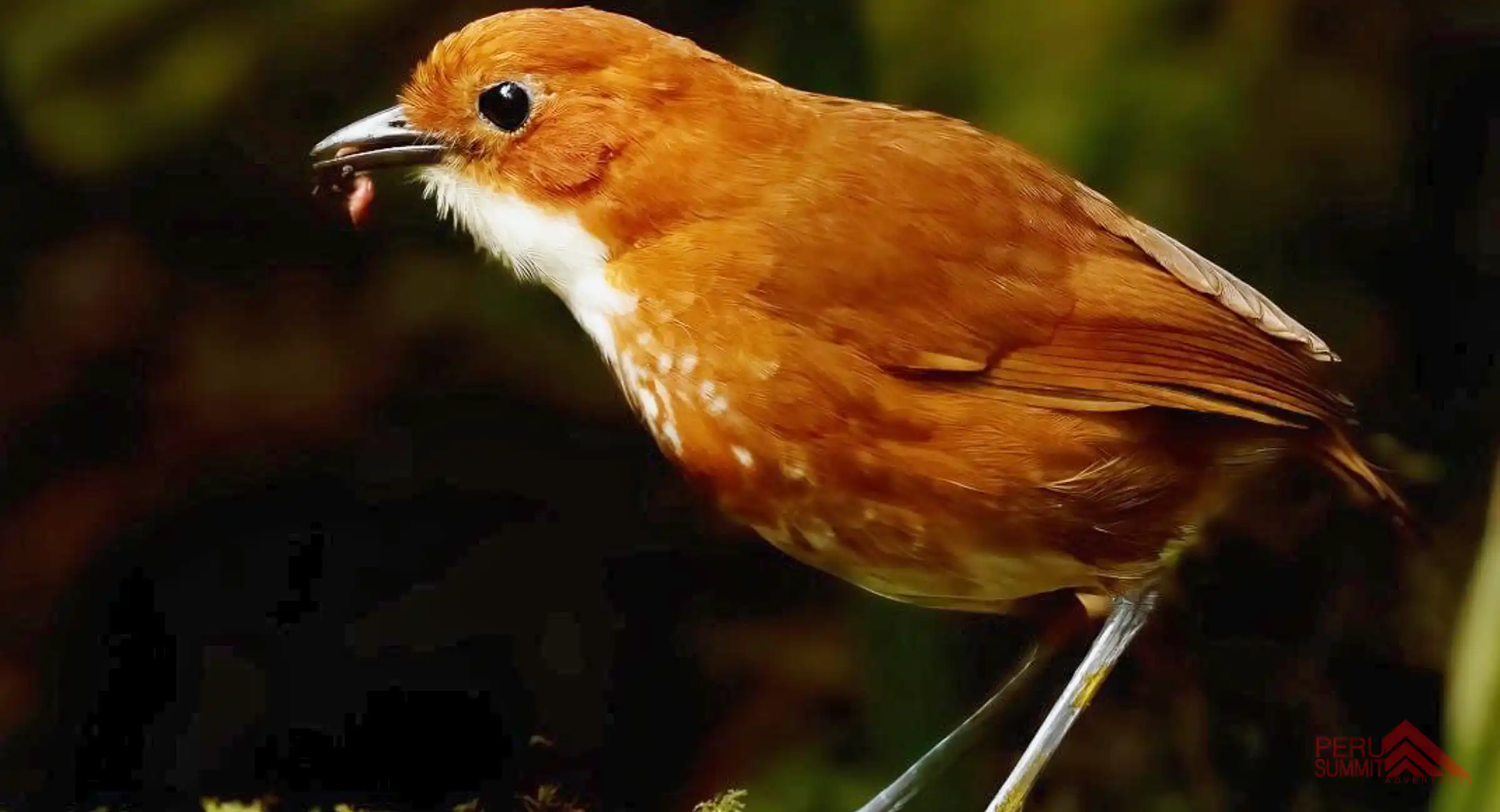Birding Tour To Machu Picchu