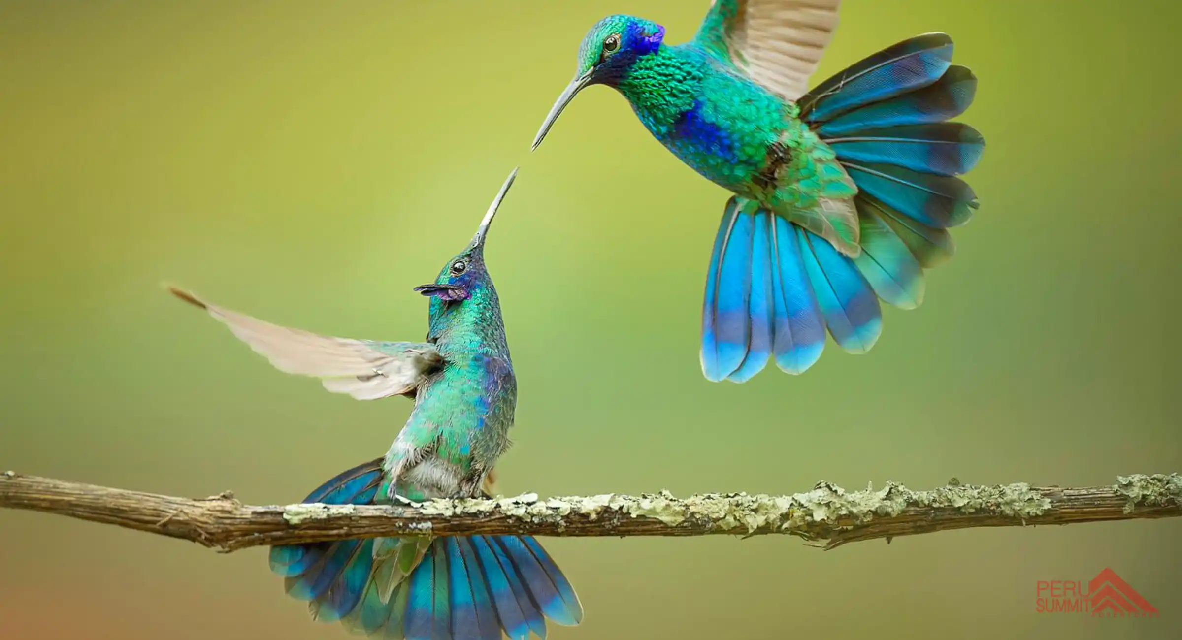 Birding Tour To Machu Picchu