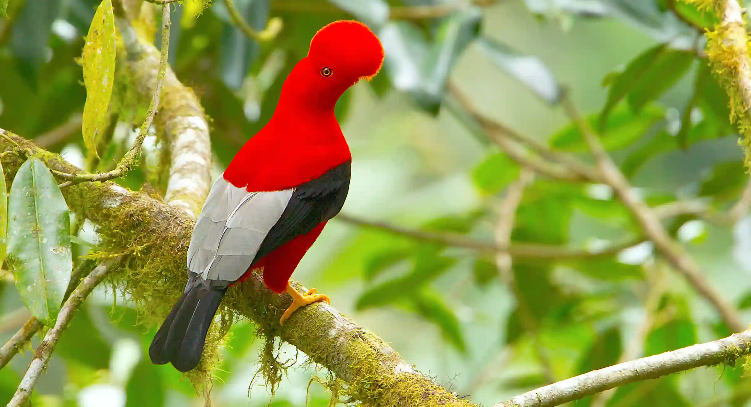 Birding Tour To Machu Picchu