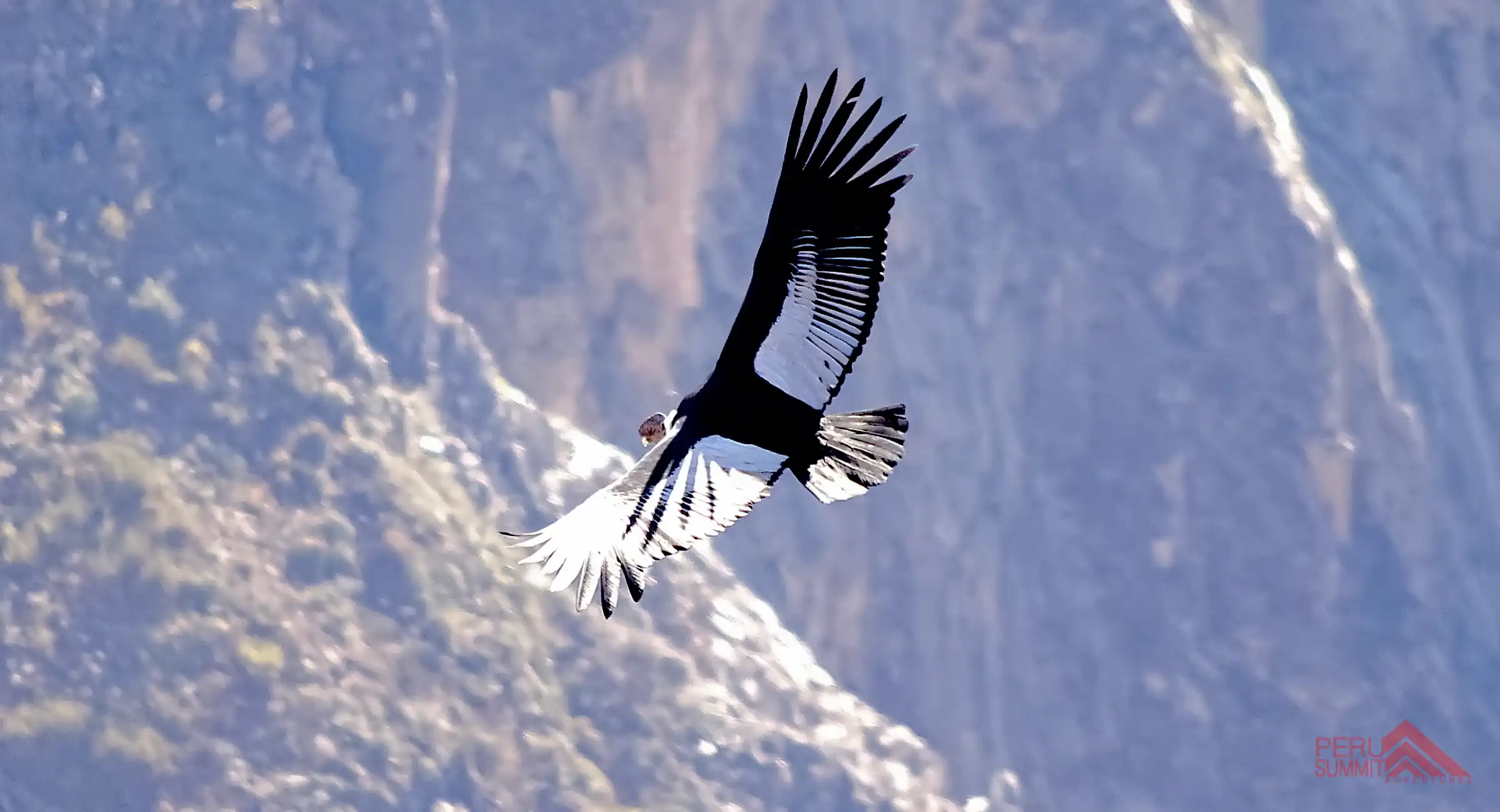 Birding Tour To Machu Picchu