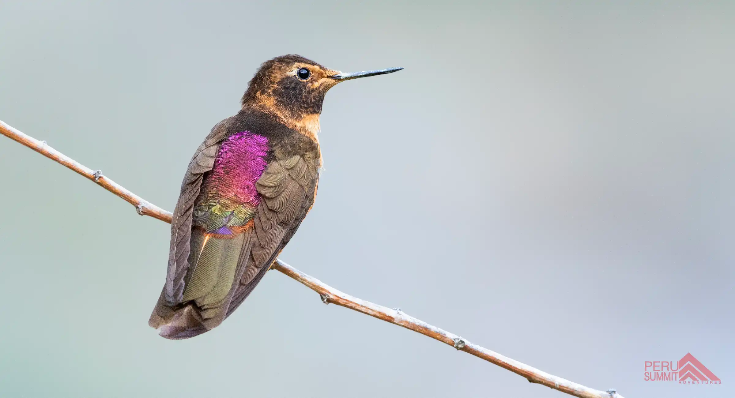 Birding Tour To Machu Picchu