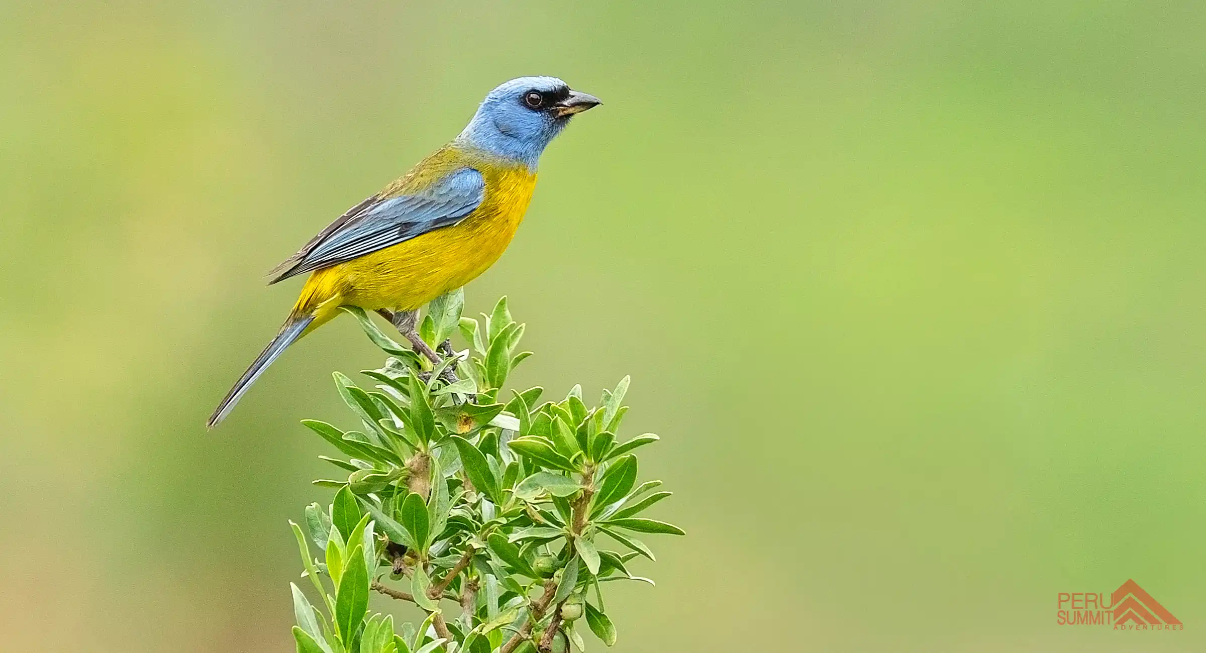 Birding Tour To Machu Picchu