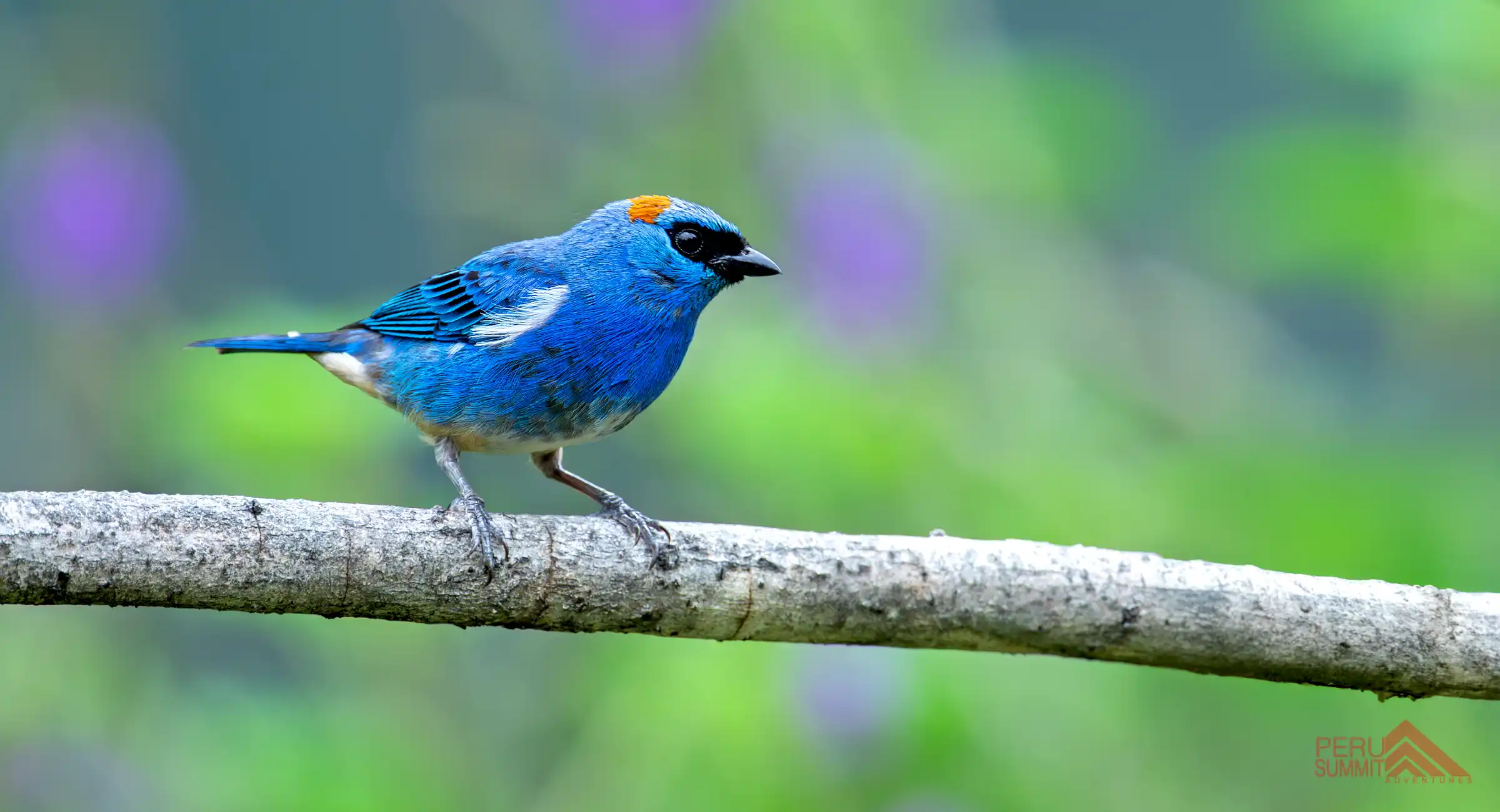 Birding Tour To Machu Picchu